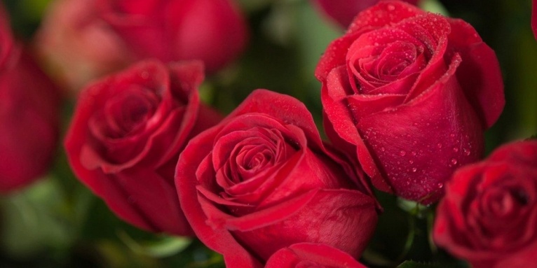 El club vendrà la rosa de Sant Jordi del Terrassa FC amb entrada gratuïta per al matx contra el Vilassar per només 3€